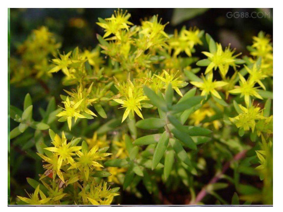 藻类苔藓和蕨类植物