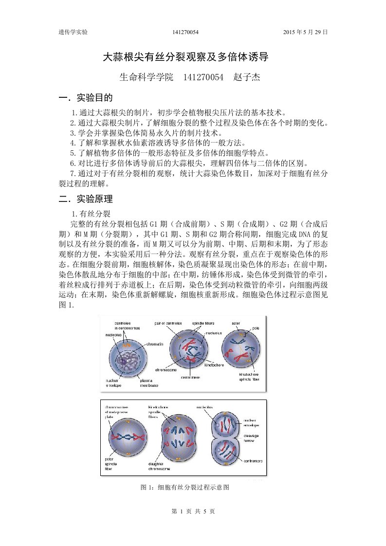 大蒜根尖有丝分裂观察和多倍体诱导