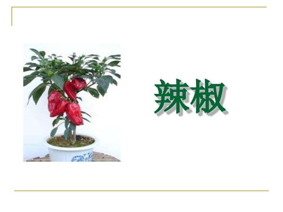 植物栽培ppt