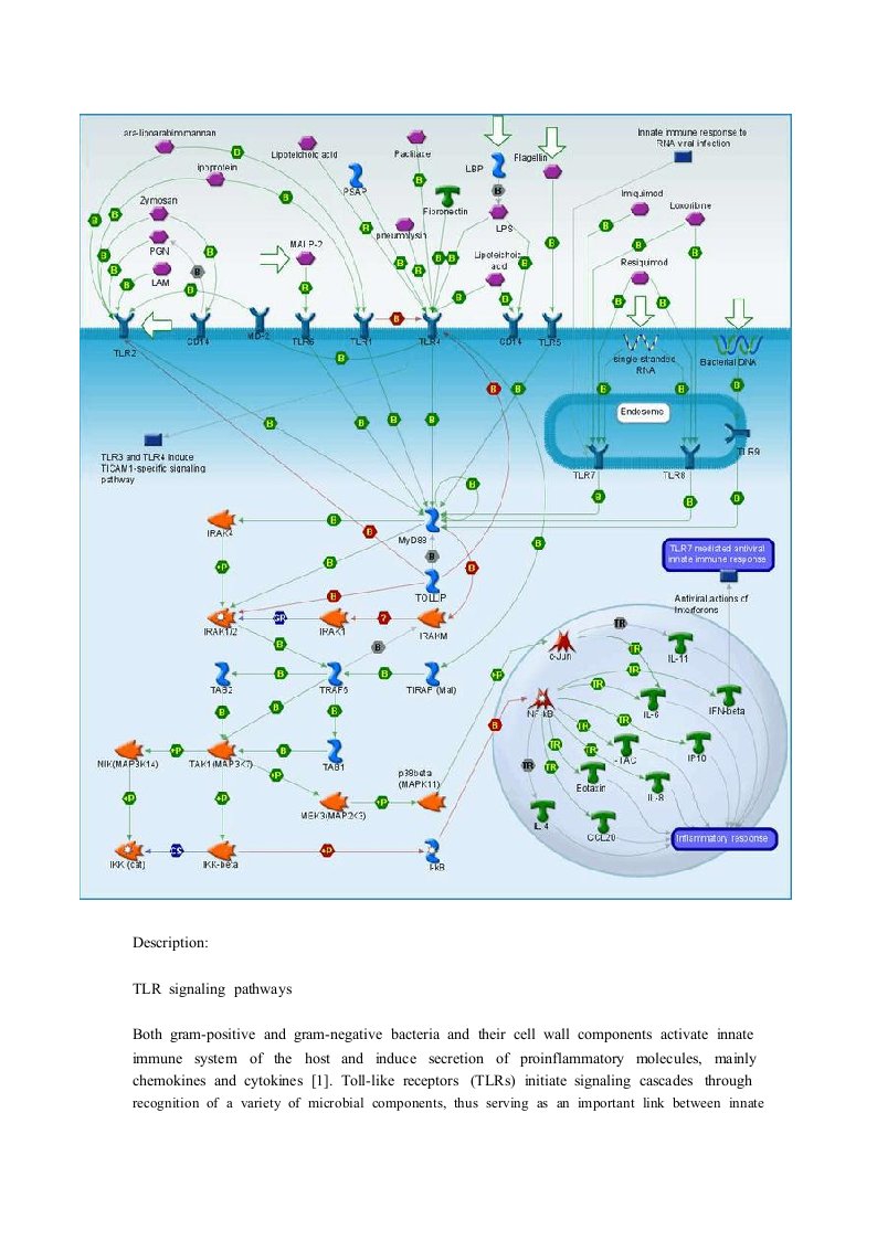 TLR信号通路传导示意图及讲解