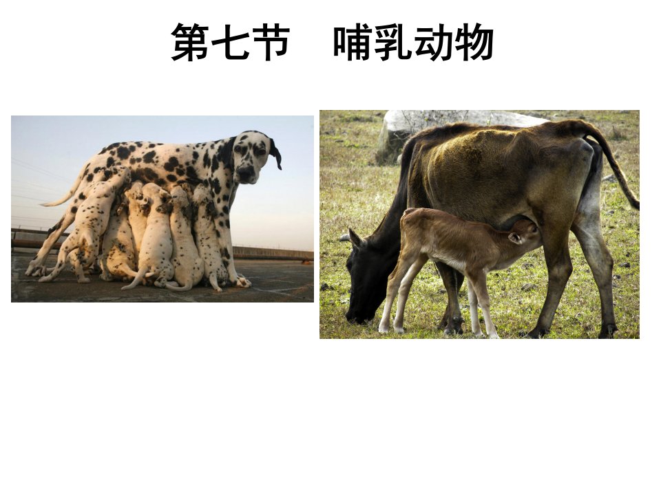 广东省八年级生物上册教学ppt课件：5.1.7哺乳动物