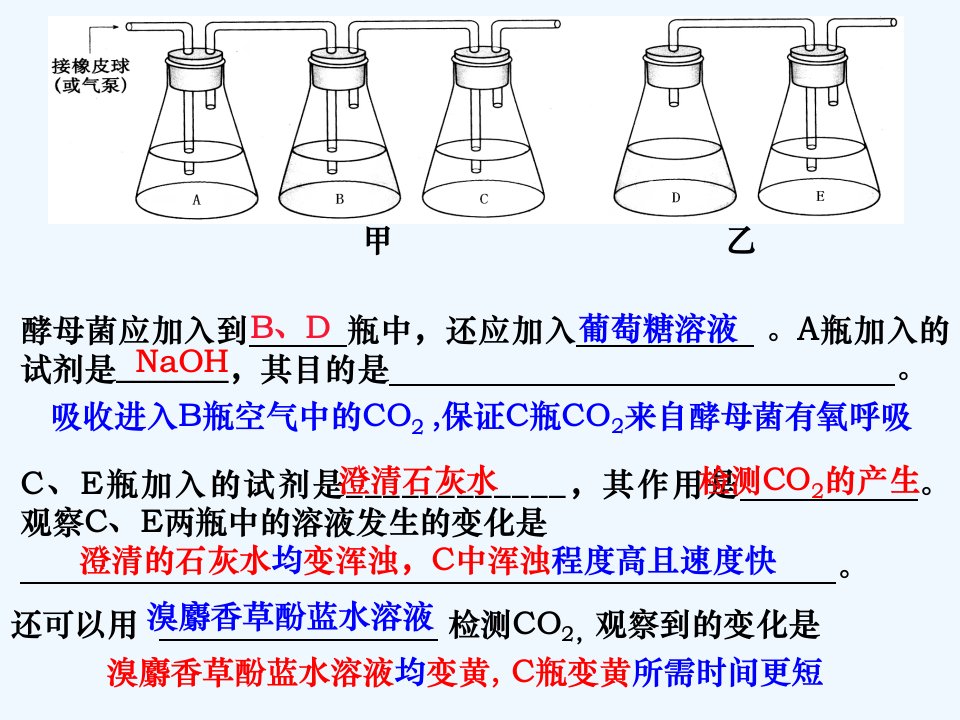 细胞呼吸实验