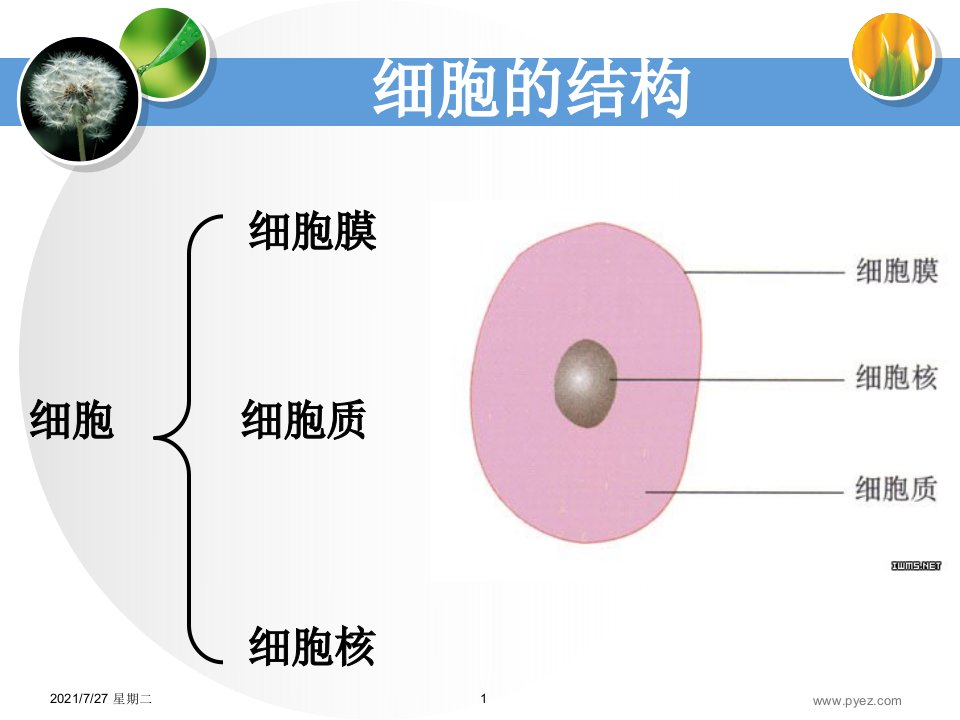 齐鲁医学细胞膜系统边界