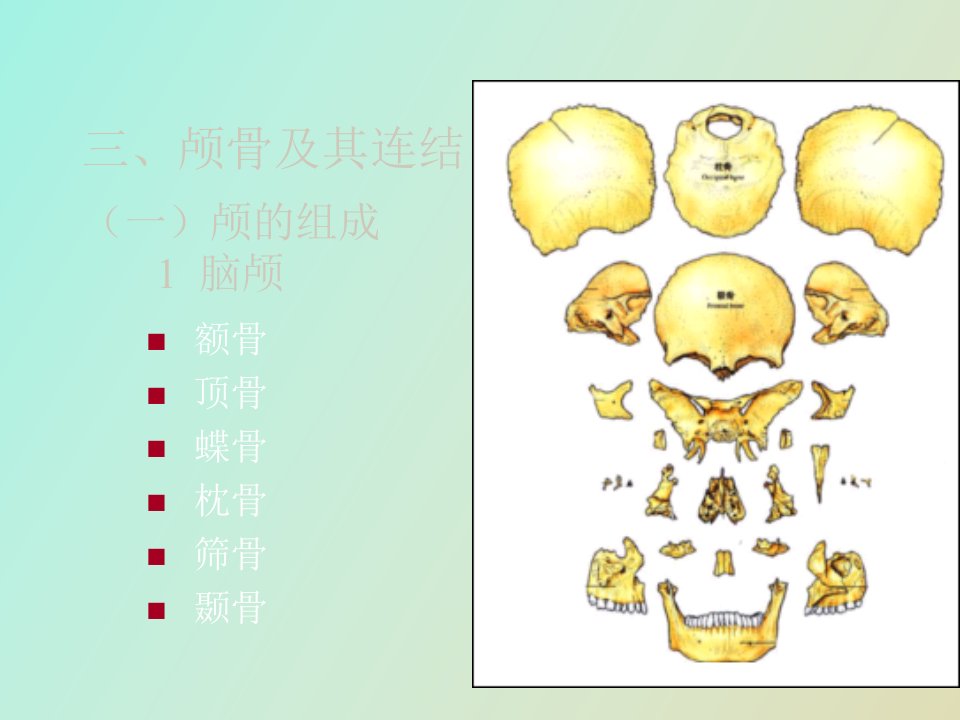 颅骨及其连结