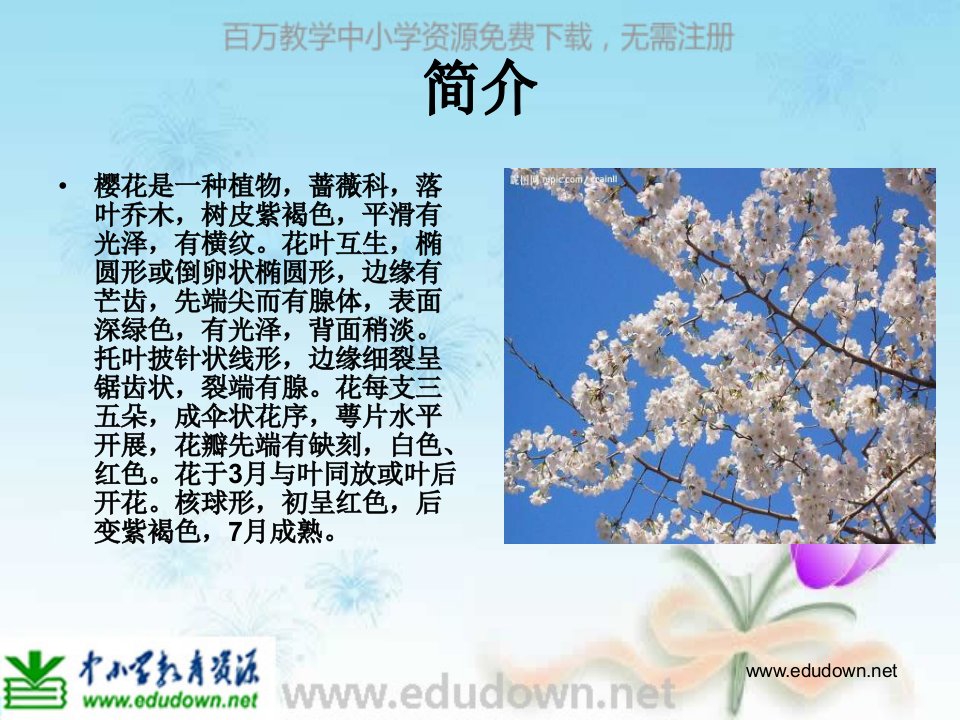 苏少版音乐八上《樱花》