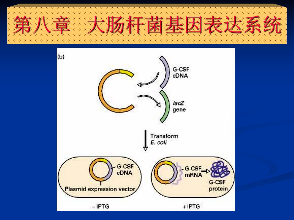 大肠杆菌基因表达系统