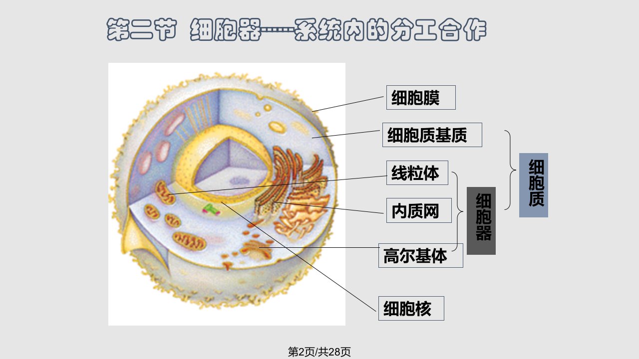 细胞的显微结构与亚显微结构