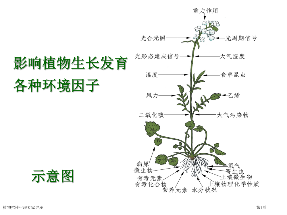 植物抗性生理专家讲座