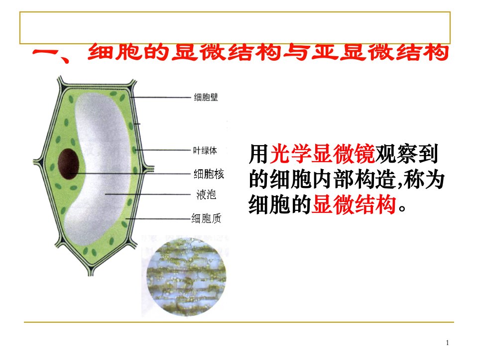 细胞器系统内的分工合作ppt