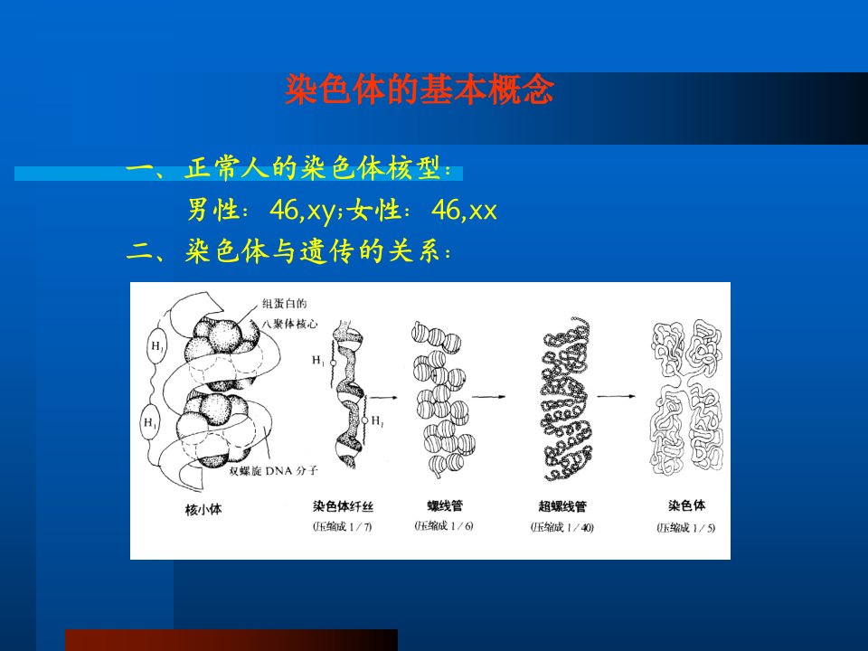 人类Y染色体的遗传特