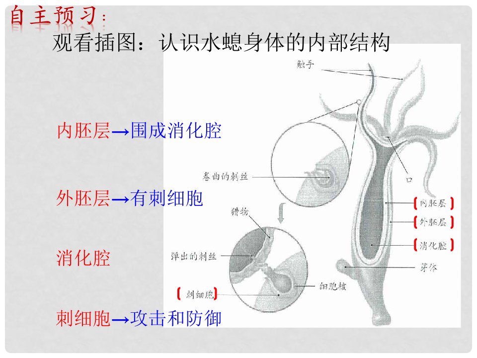 八年级生物上册