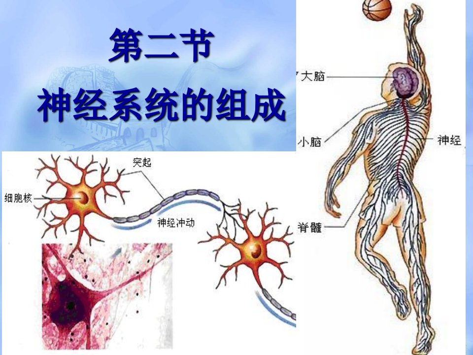 神经系统的组成(2)