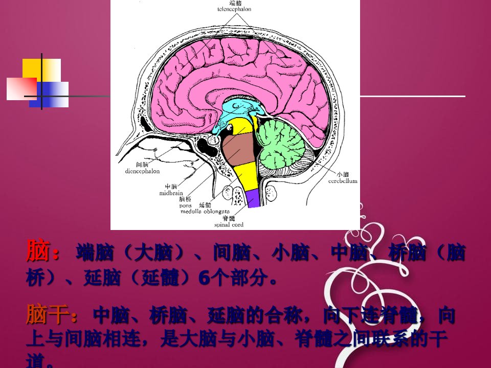 中枢神经系统二课件