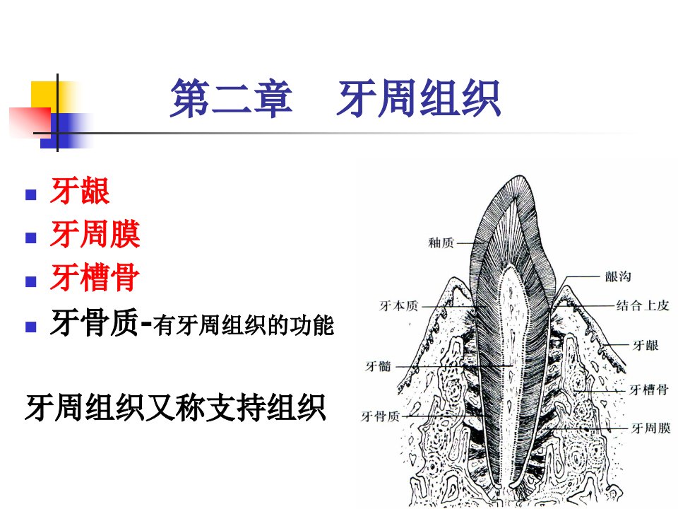 第2章牙周组织