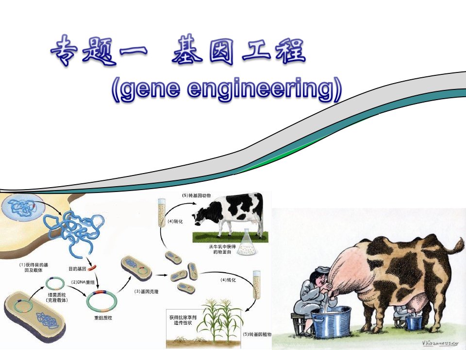 医学课件专题一基因工程选修三DNA重组技术的基本工具基因工程的基本操作程序基因工程的应用蛋白质工程的崛起