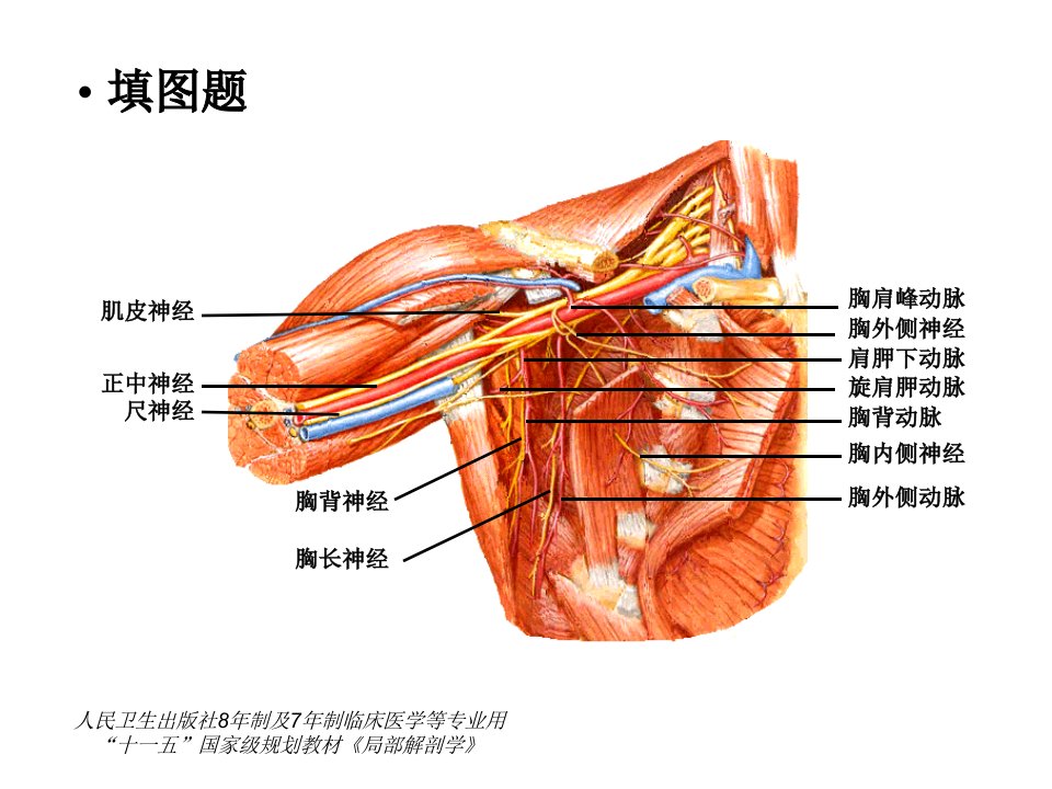 局部解剖学填图题