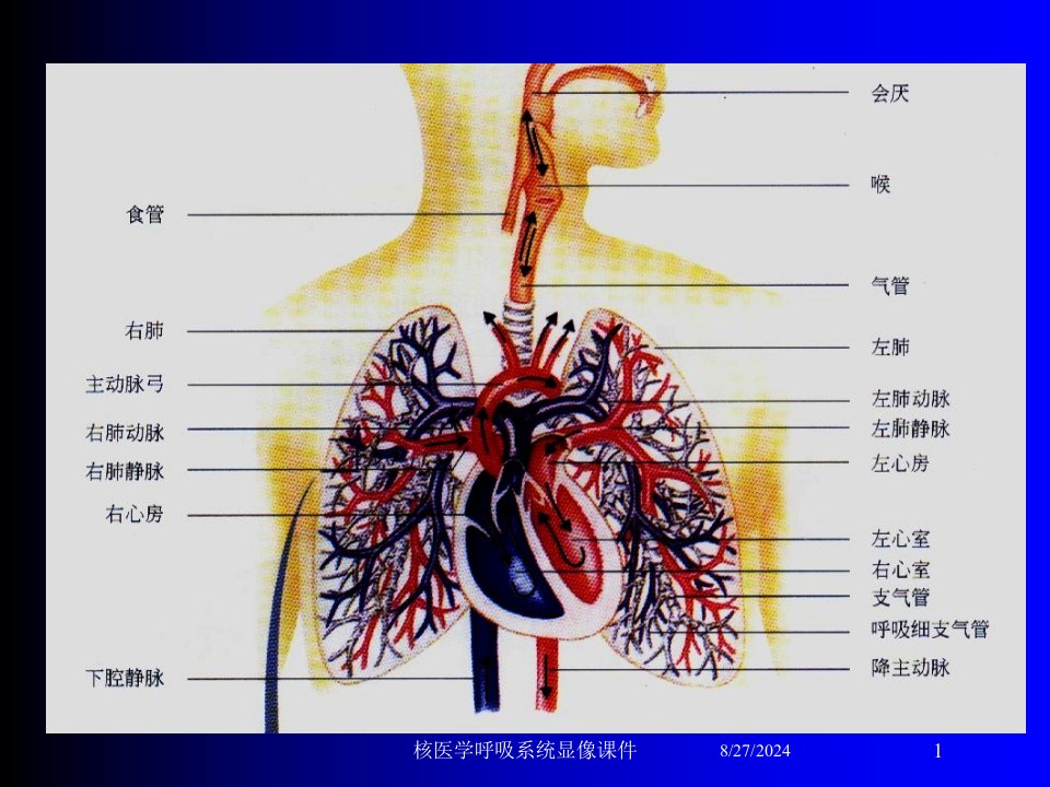 核医学呼吸系统显像课件