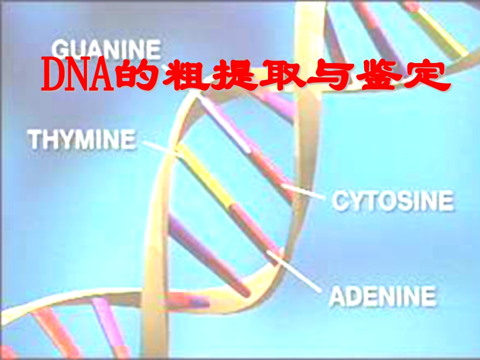 dna的粗提取与鉴定1课件