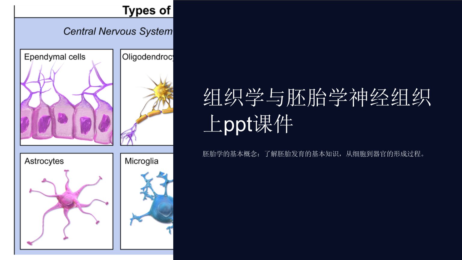 组织学与胚胎学神经组织上课件