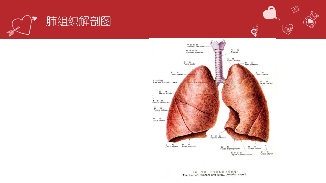 纤维支气管镜检查的护理ppt课件