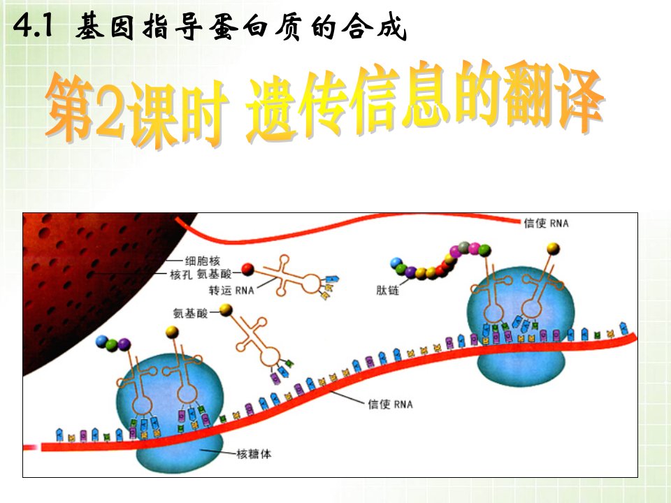 《遗传信息的翻译》教学课件