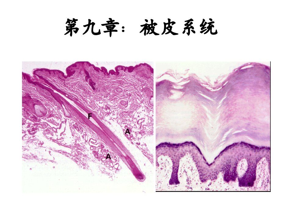 第九章皮肤动物组织胚胎学课件