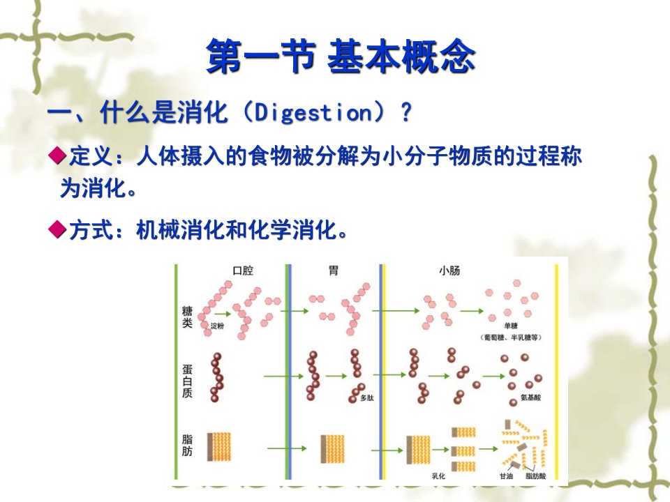 第二章消化吸收