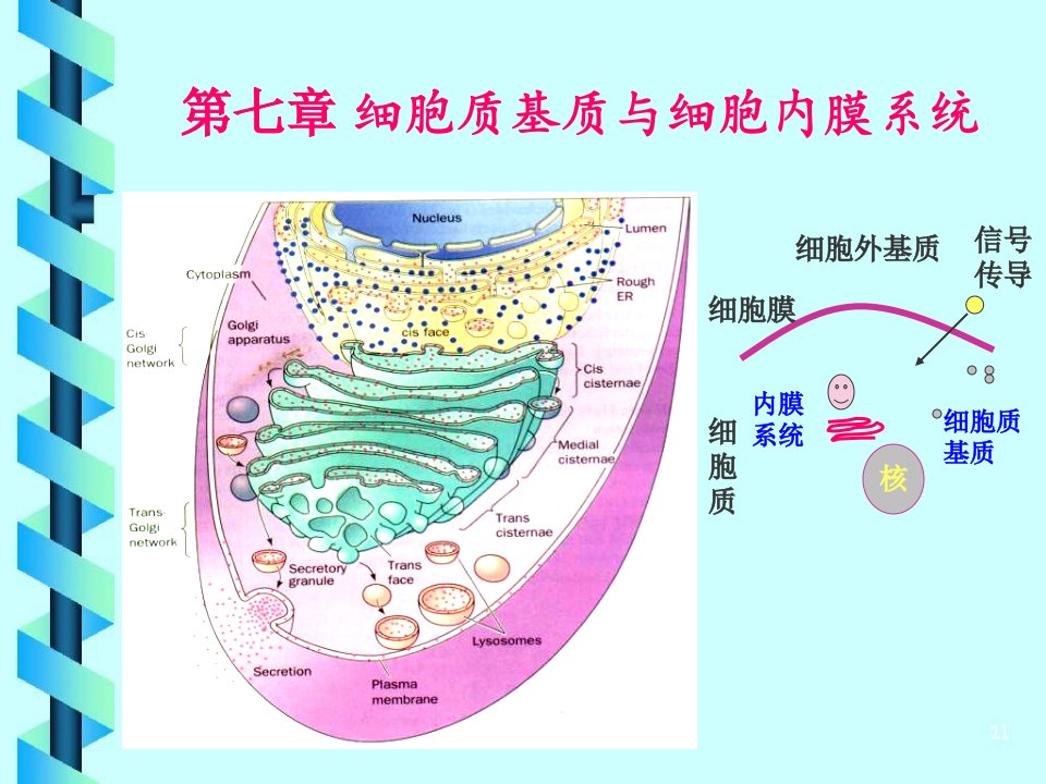 细胞生物学第6章细胞基质与细胞内膜系统