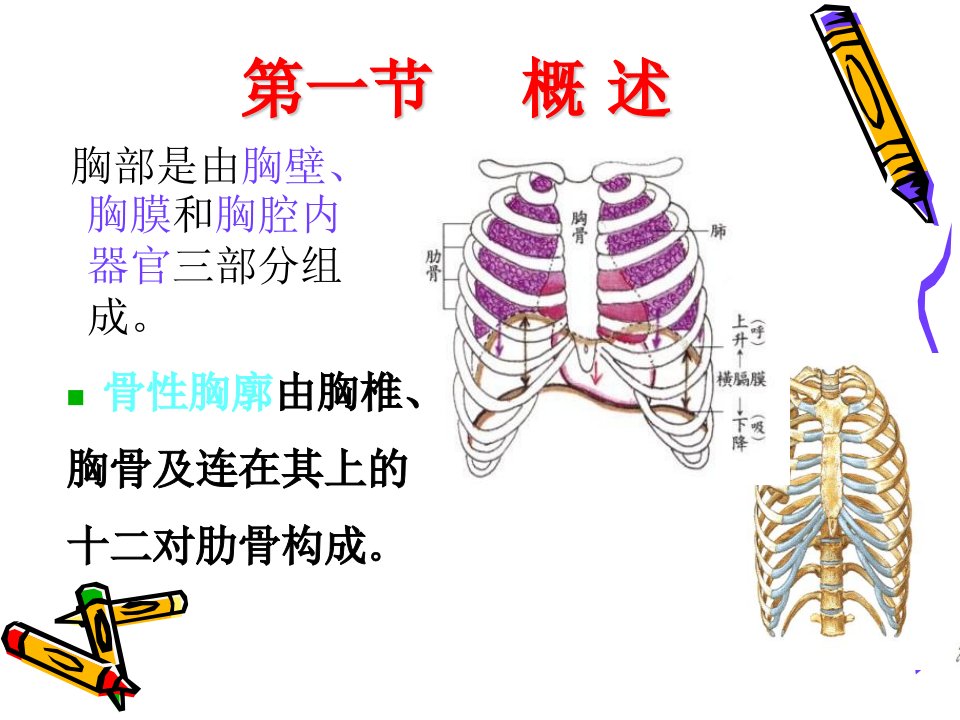 肋骨骨折气胸血胸病人的护理