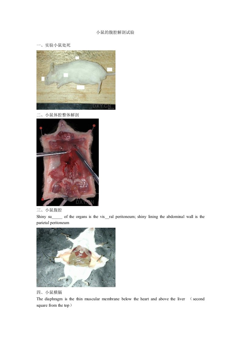 小鼠解剖实验