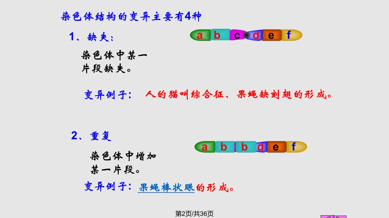 染色体课件学习