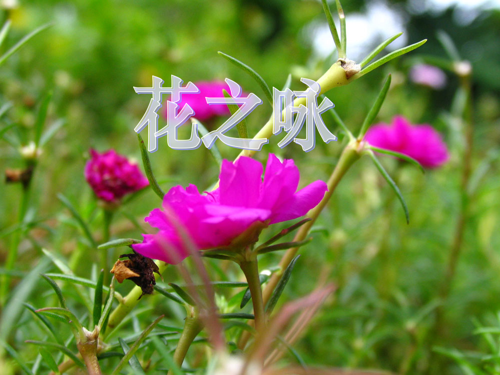 北师大版小学四下《花之咏》ppt课件2011