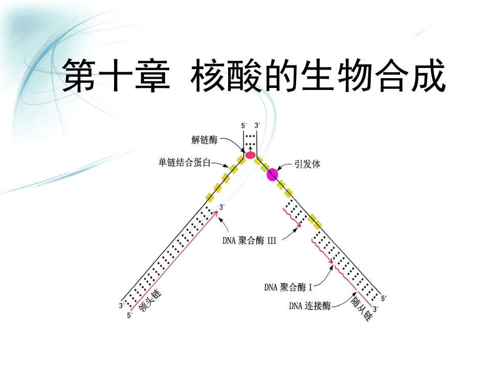 第10章核酸的生物合成课件