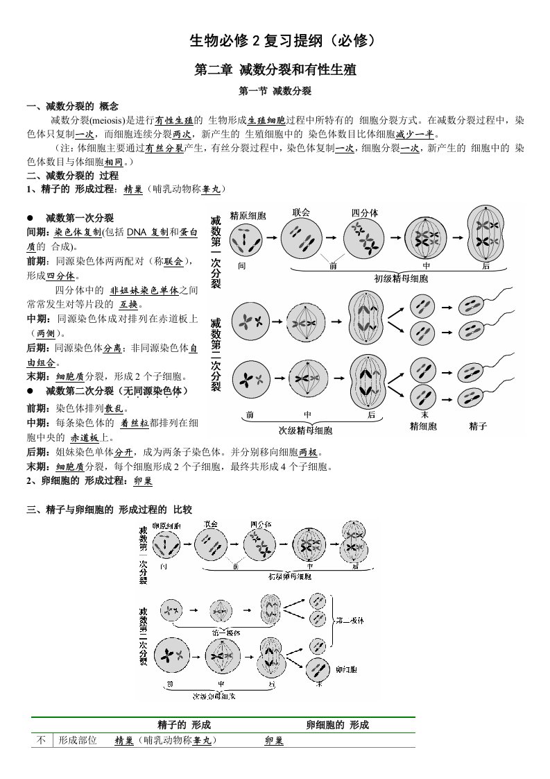 高二生物必修2复习提纲