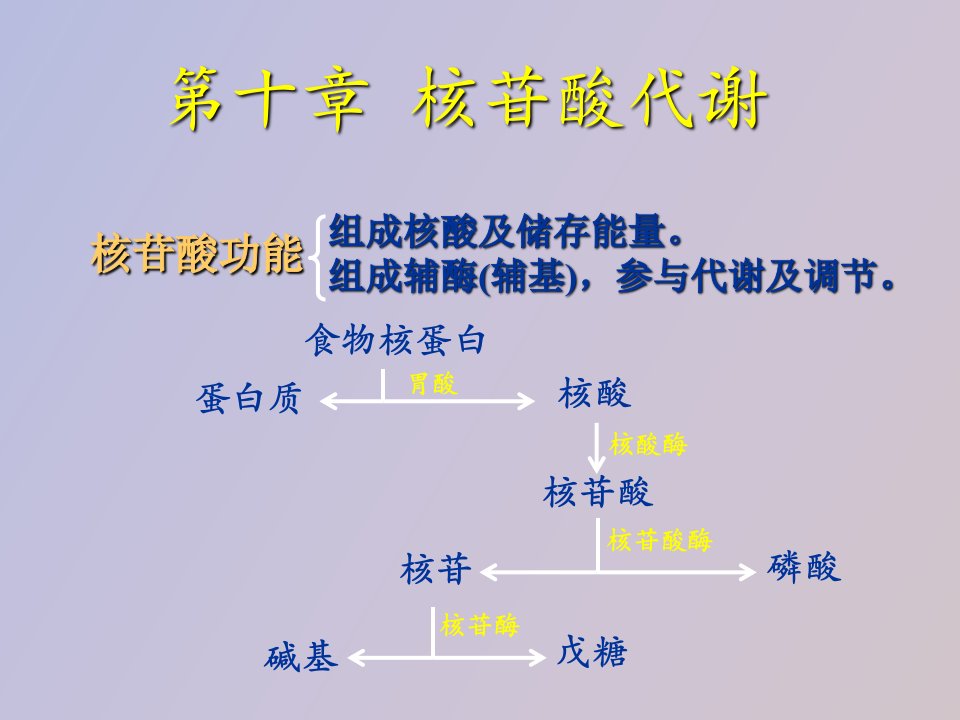 生物化学.第十章核苷酸代谢