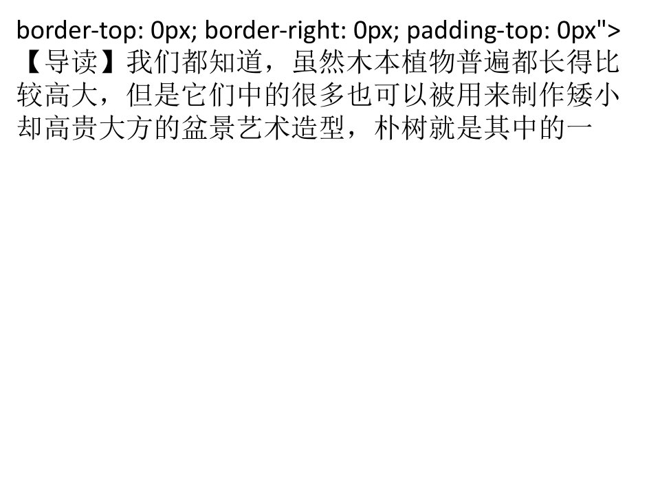 朴树价格及盆景制作和养护