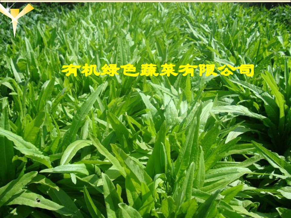 创业策划之有机蔬菜的种植及其销售