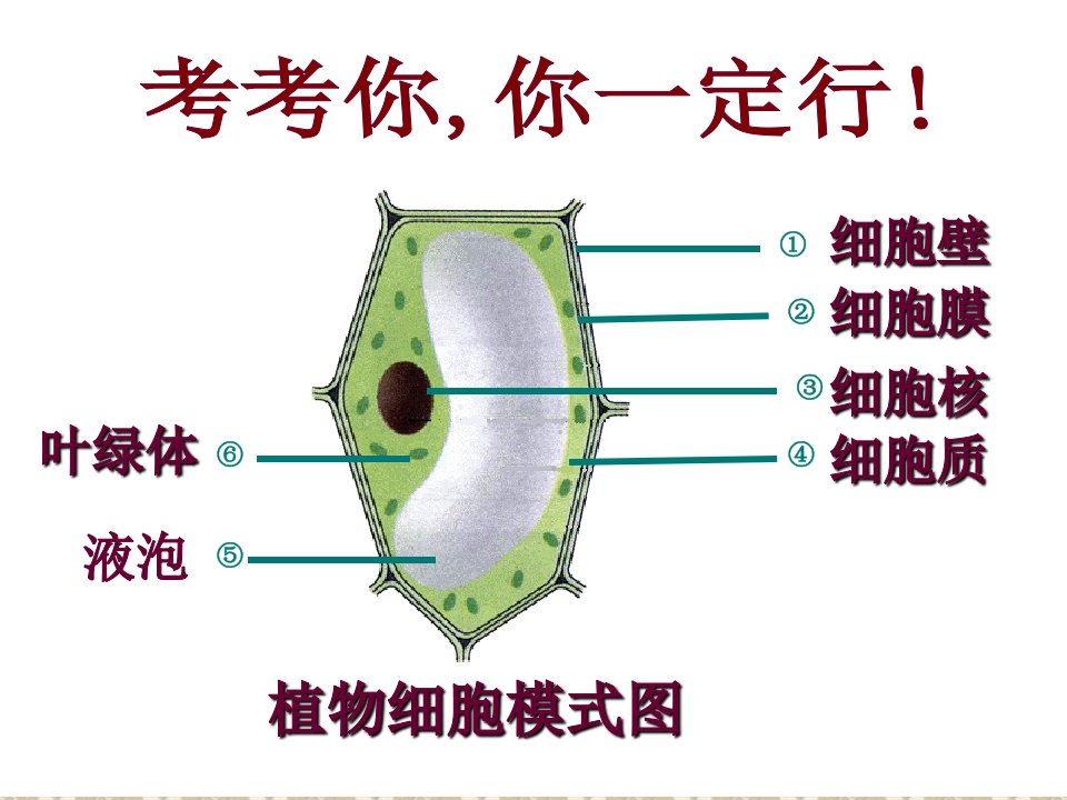 第四节__细胞的生活