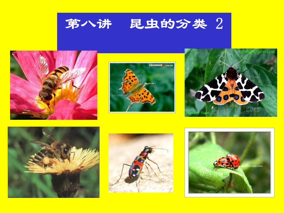 昆虫分类学2