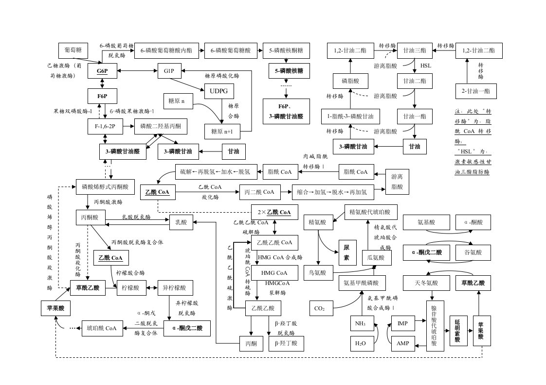 生化几大代谢联系图