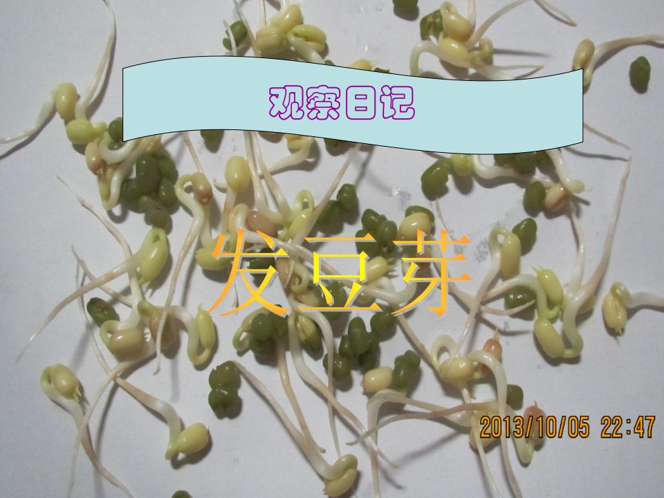 发豆芽课件