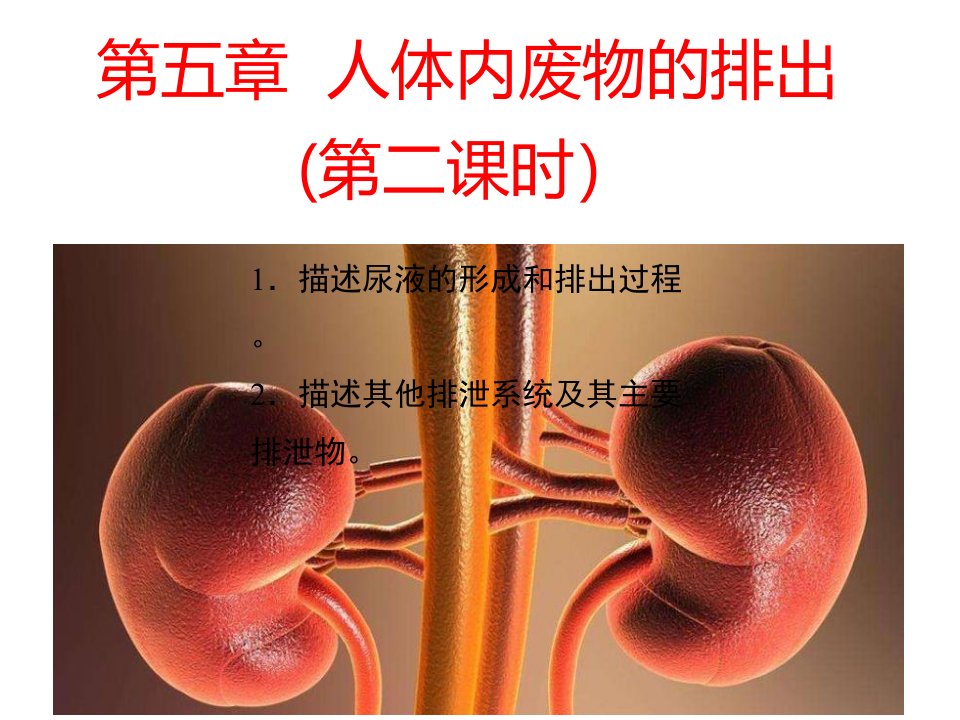 人教版生物七年级下册《人体内废物的排出》（第二课时）课件