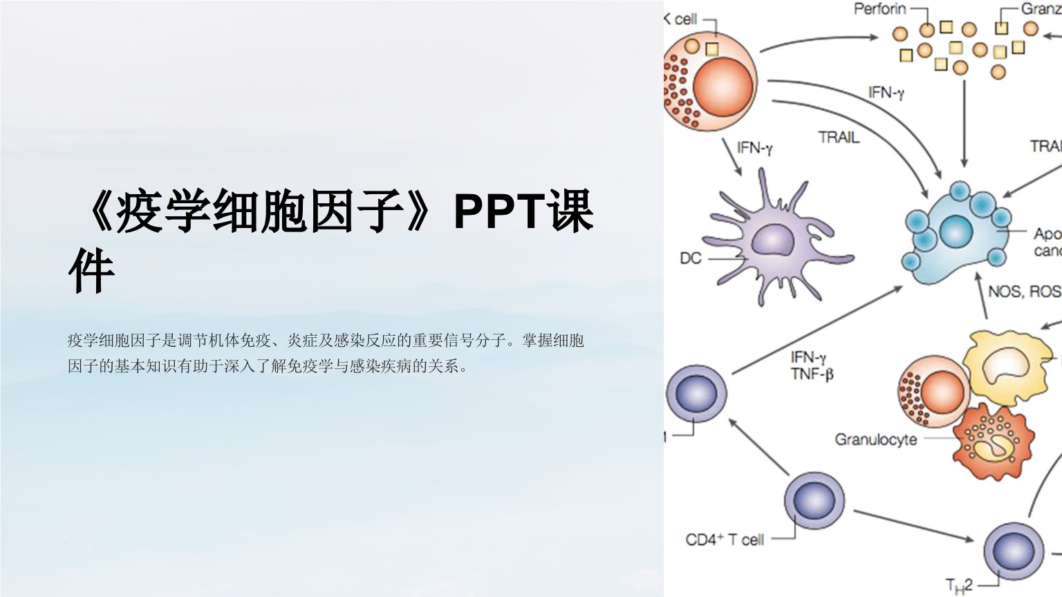 《疫学细胞因子》课件