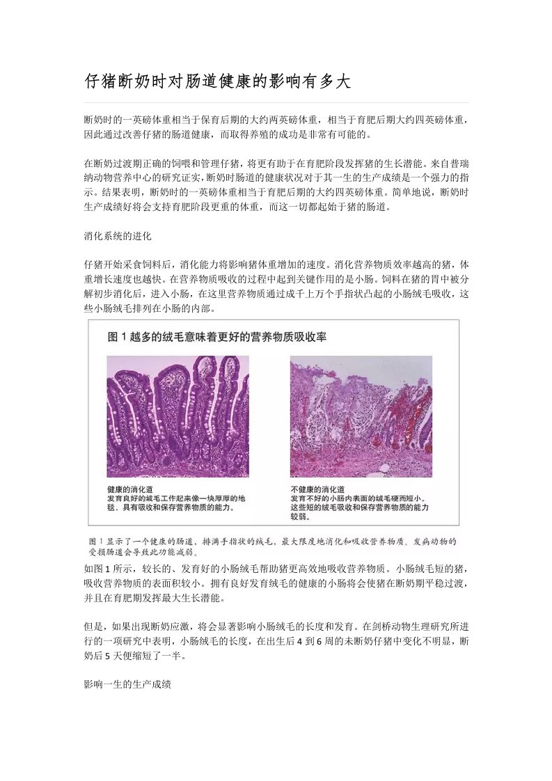 仔猪断奶时对肠道健康的影响有多大