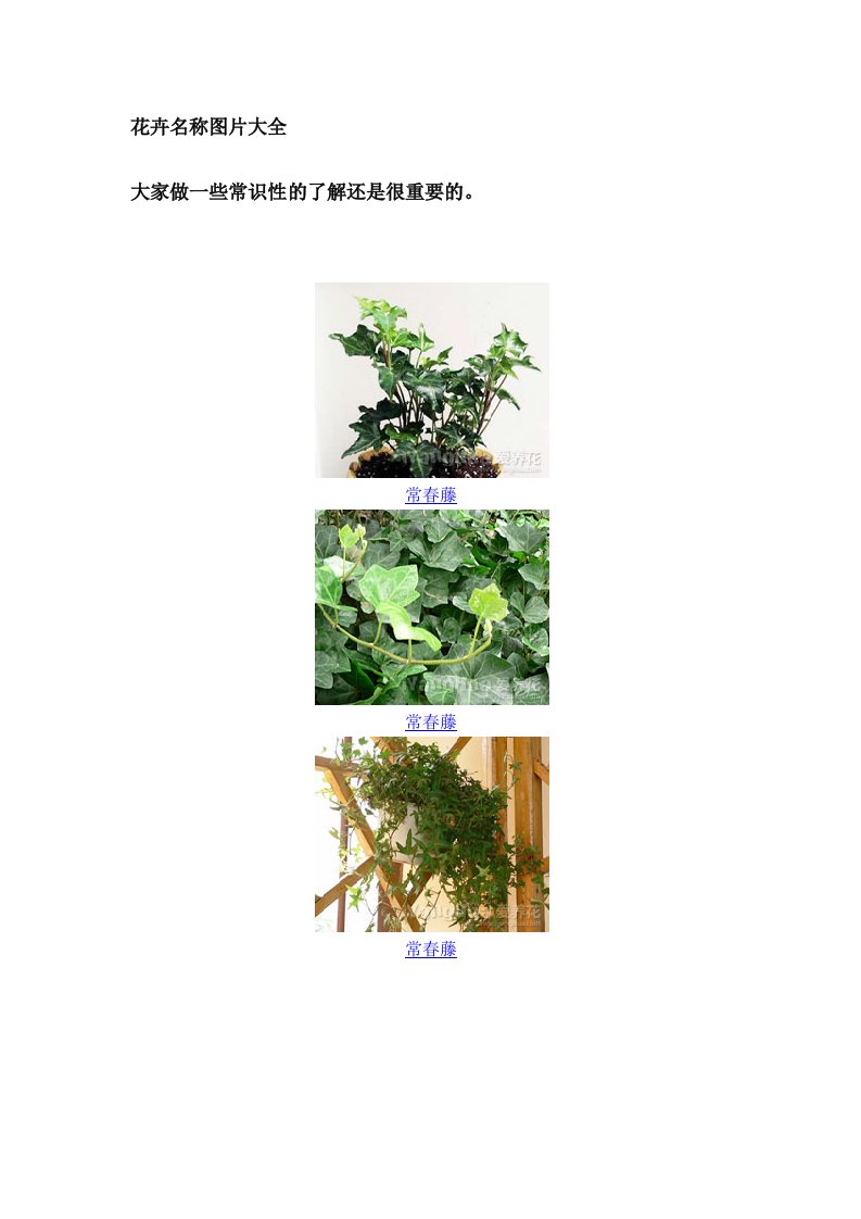 花卉名称图片大全