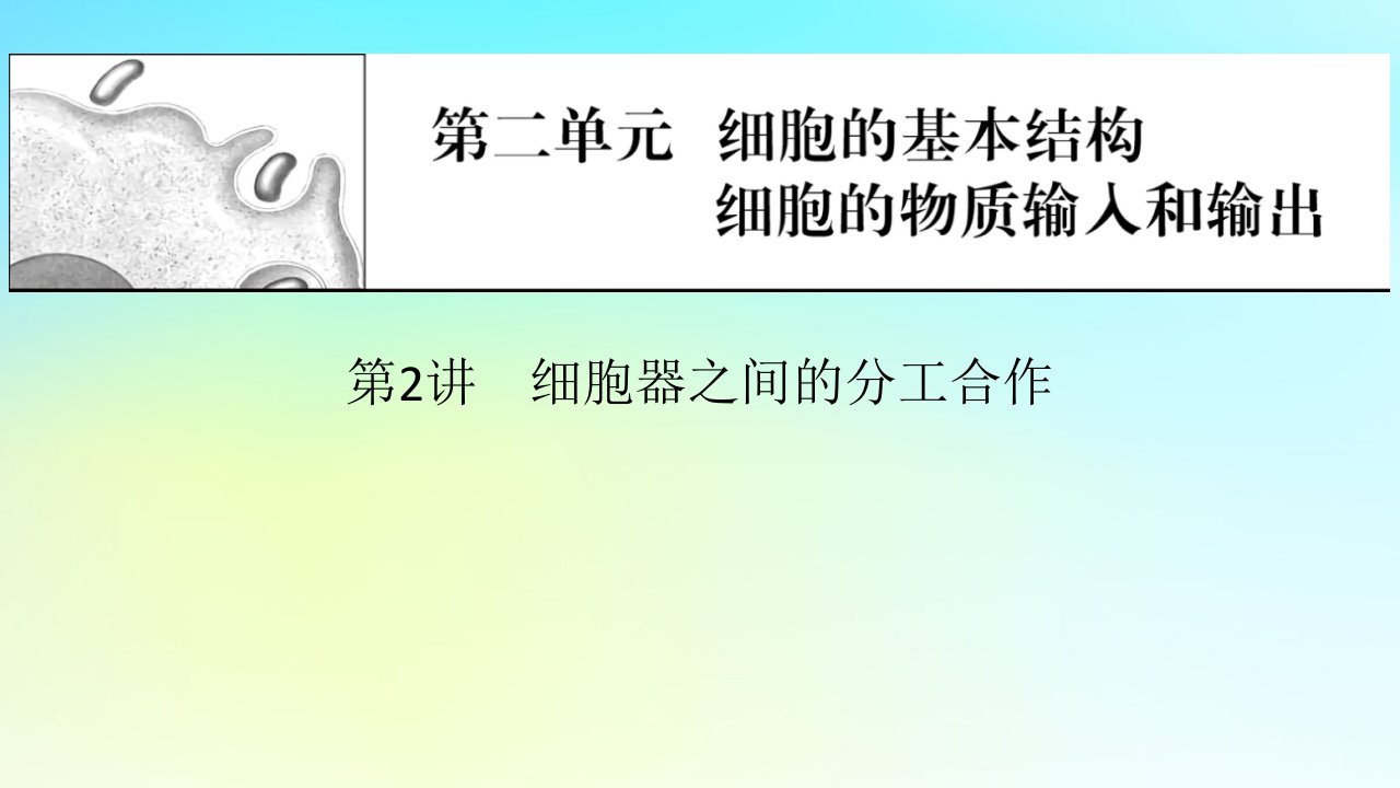 2024版高考生物一轮总复习第二单元细胞的基本结构细胞的物质输入和输出第2讲细胞器之间的分工合作课件