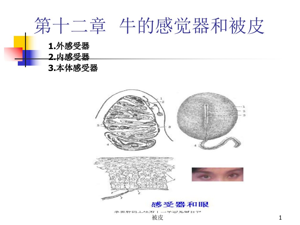 家畜解剖生理第十二章感觉器官和被皮课件