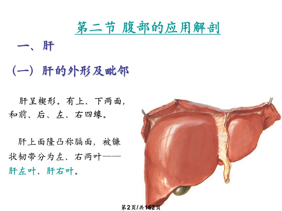 腹部断面解剖与