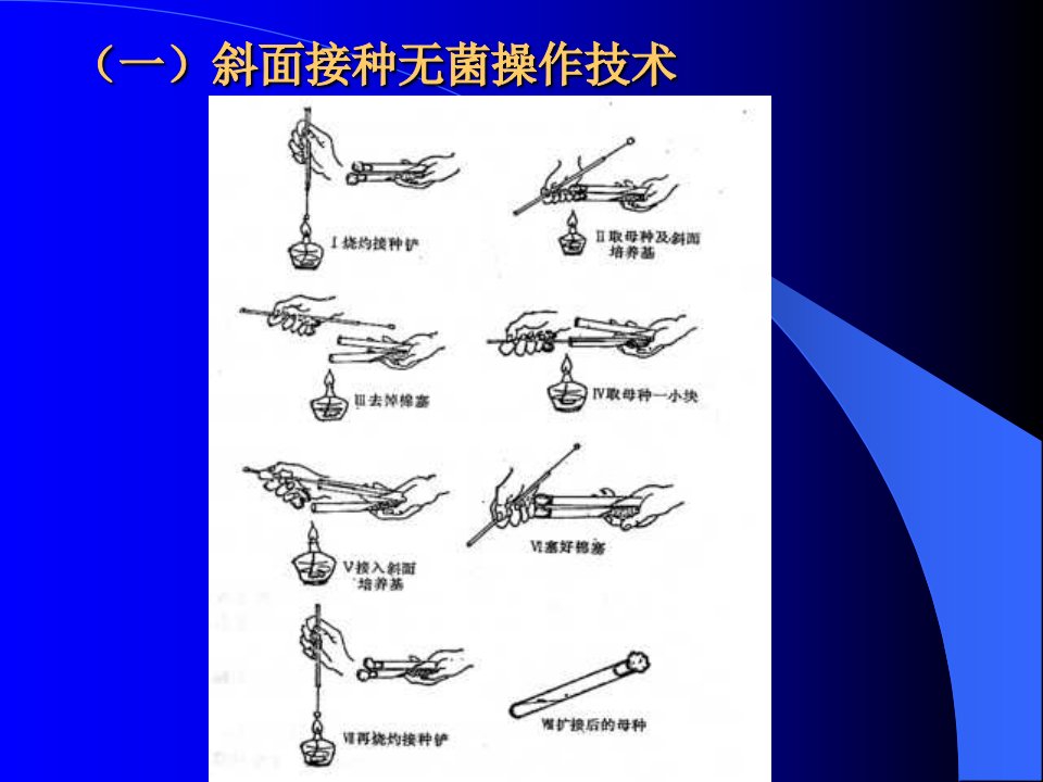 精选微生物实验技术操作规范示例