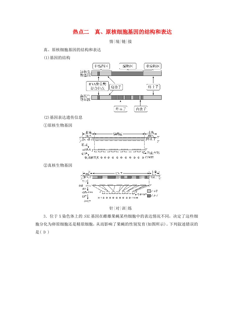 2025版高考生物一轮总复习教师用书必修2情境拓展5冈崎片段和基因表达的调控热点二真原核细胞基因的结构和表达